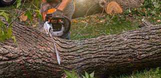 Best Tree Cabling and Bracing  in Reedsburg, WI