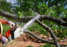 Best Root Management and Removal  in Reedsburg, WI