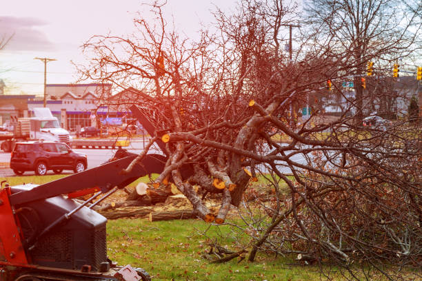 Best Emergency Tree Removal  in Reedsburg, WI