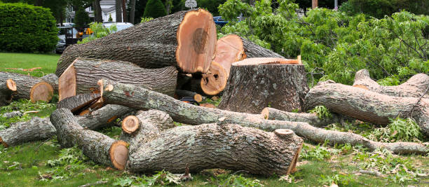 Reliable Reedsburg, WI Tree Removal Services Solutions