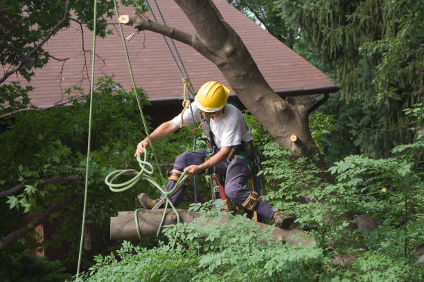 Best Seasonal Cleanup (Spring/Fall)  in Reedsburg, WI