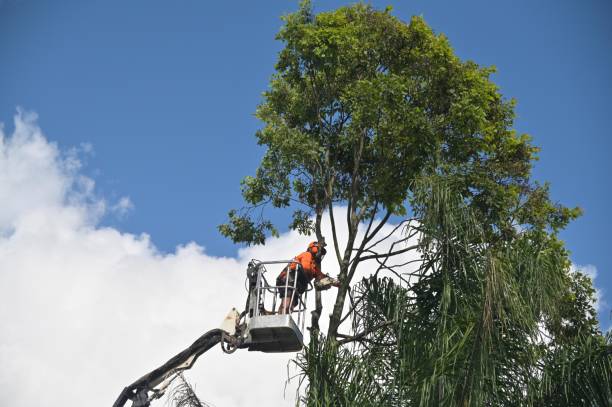 How Our Tree Care Process Works  in  Reedsburg, WI