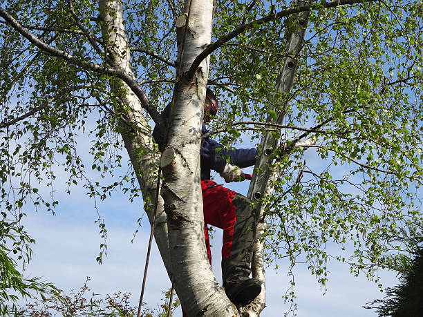 Best Arborist Consultation Services  in Reedsburg, WI