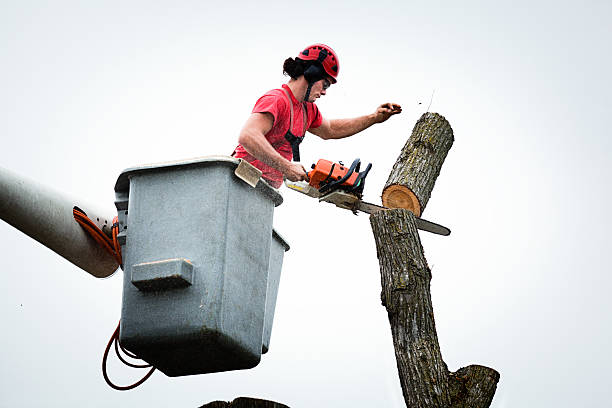  Reedsburg, WI Tree Removal Services Pros