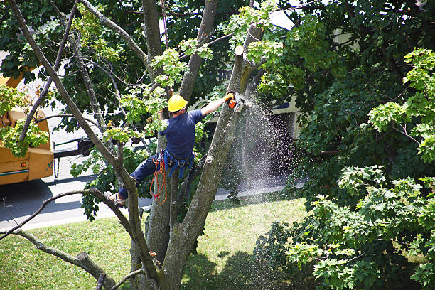 Best Commercial Tree Services  in Reedsburg, WI