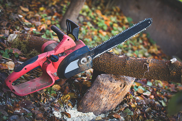 Best Palm Tree Trimming  in Reedsburg, WI