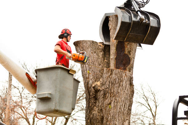 Best Fruit Tree Pruning  in Reedsburg, WI